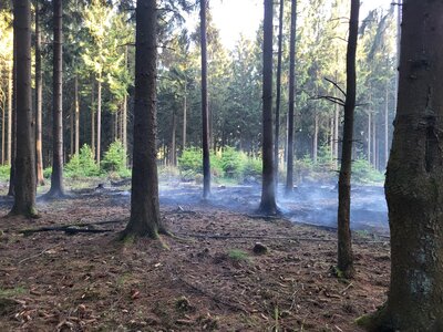 Foto des Albums: Waldbrand Amelith