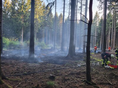 Foto des Albums: Waldbrand Amelith