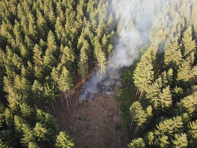 Foto des Albums: Waldbrand Amelith