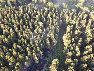 Foto des Albums: Waldbrand Amelith