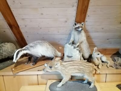 Foto des Albums: Wandertag zur Walderlebnisscheune Taura