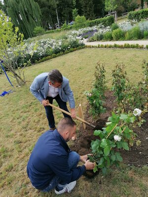 Foto des Albums: Pflanzung der 'Novalis-Rose' am 20.06.2022 anlässlich der Novalis-Festwoche in Bad Tennstedt