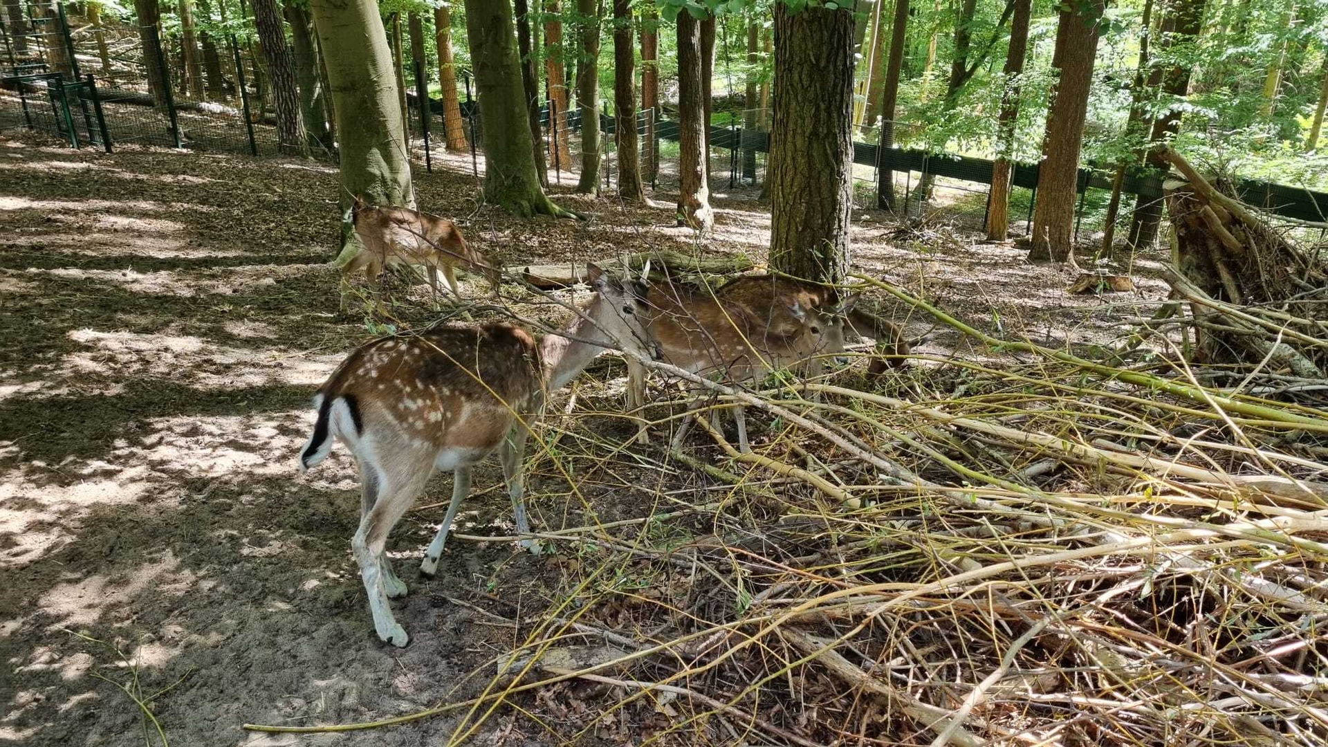 Bild: Rehe