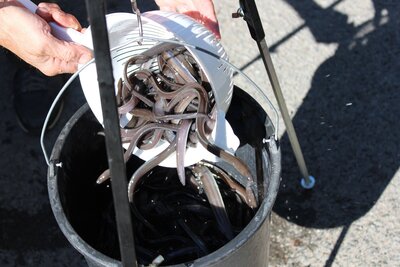 hohe Vitalit&auml;t zeichnet die Lieferung aus. 