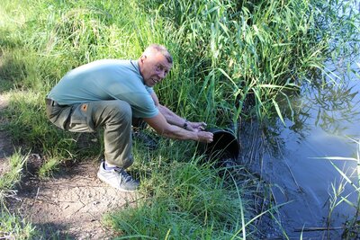 faszinierende Langdistanzwanderfische sind f&uuml;r die n&auml;chsten Jahre in der neuen Heimat angekommen - Jungaale 