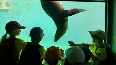Foto des Albums: Zoo