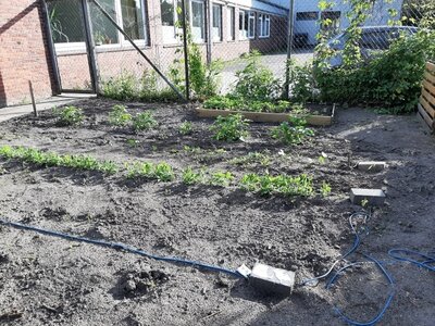 Foto des Albums: Unser Schulgarten