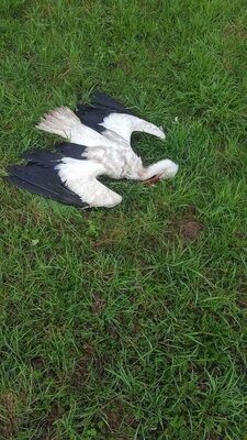 totes Storchenm&auml;nnchen  (Bild vergr&ouml;&szlig;ern)