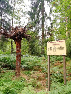 Foto des Albums: Förster Herrmann Erlebnispfad bei Tröstau