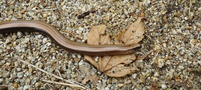 Foto des Albums: Waldbesinnungspfad Resl von Konnersreuth