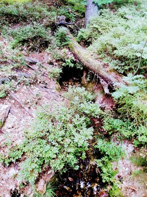 Foto des Albums: Rundwanderung vom SILBERHAUS auf die Platte im Tröstauer Forst