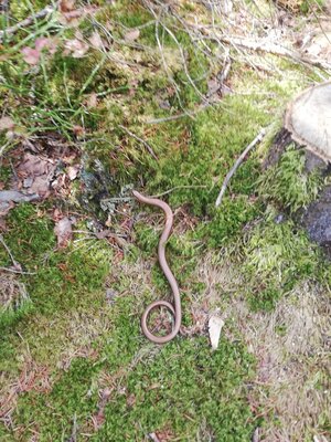 Foto des Albums: Rundwanderung vom SILBERHAUS auf die Platte im Tröstauer Forst