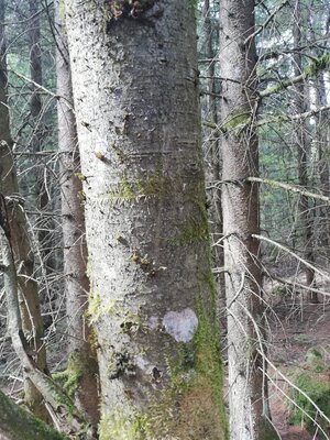 Foto des Albums: Rundwanderung vom SILBERHAUS auf die Platte im Tröstauer Forst