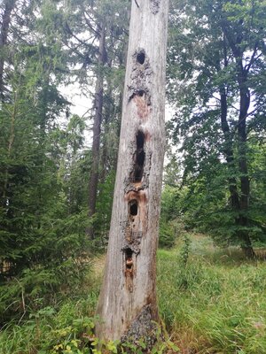 Foto des Albums: Rundwanderung vom SILBERHAUS auf die Platte im Tröstauer Forst