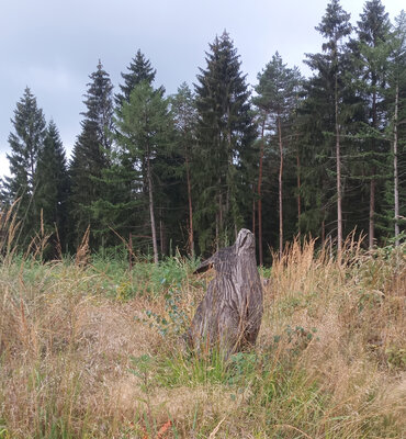 Wolf  (Bild vergr&ouml;&szlig;ern)