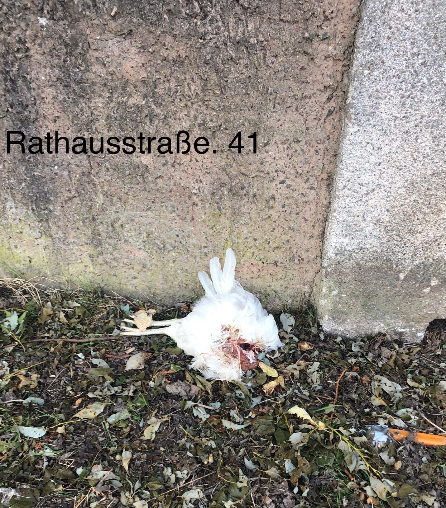 Bild : Rathausstr