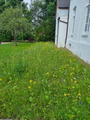 Foto des Albums: Blühwiesen in der Gemeinde Dornum