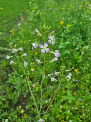 Foto des Albums: Blühwiesen in der Gemeinde Dornum