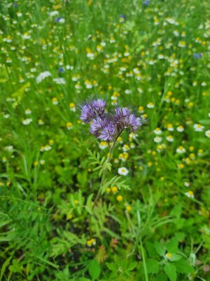 Foto des Albums: Blühwiesen in der Gemeinde Dornum