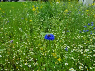 Foto des Albums: Blühwiesen in der Gemeinde Dornum