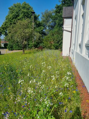 Foto des Albums: Blühwiesen in der Gemeinde Dornum