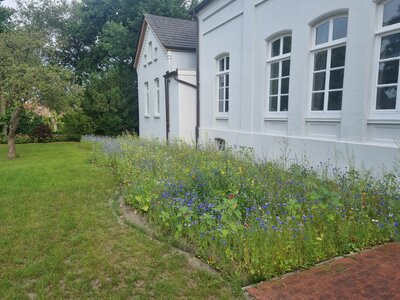 Foto des Albums: Blühwiesen in der Gemeinde Dornum