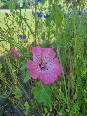 Foto des Albums: Blühwiesen in der Gemeinde Dornum