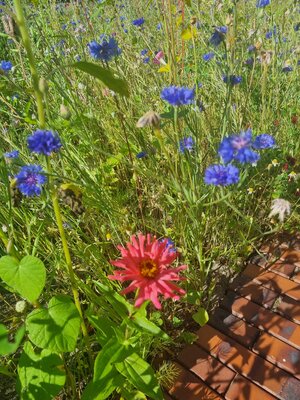 Foto des Albums: Blühwiesen in der Gemeinde Dornum
