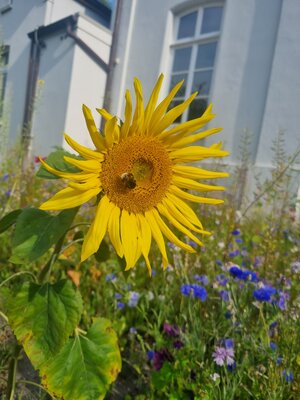 Foto des Albums: Blühwiesen in der Gemeinde Dornum