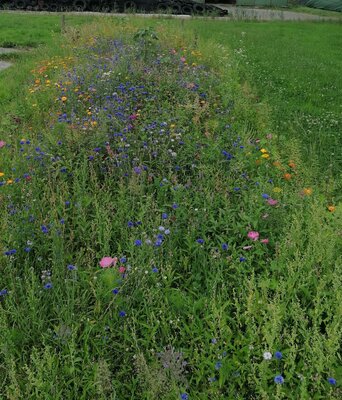 Foto des Albums: Blühwiesen in der Gemeinde Dornum