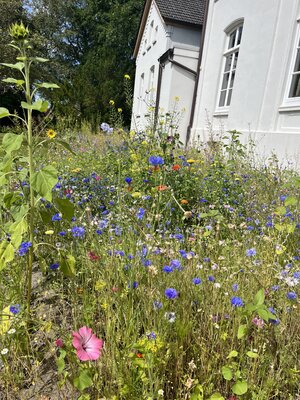 Foto des Albums: Blühwiesen in der Gemeinde Dornum