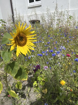 Foto des Albums: Blühwiesen in der Gemeinde Dornum