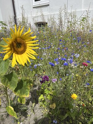 Foto des Albums: Blühwiesen in der Gemeinde Dornum