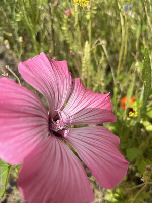 Foto des Albums: Blühwiesen in der Gemeinde Dornum