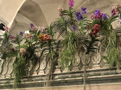 Vorschaubild: Juni Orchideen auf der Kirchenempore