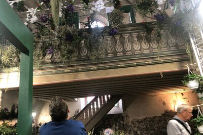 Vorschaubild: Juni Orchideen und Tillandsien auf der Kirchenempore
