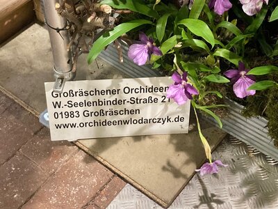 Vorschaubild: September Präsentation Großräschener Orchideen