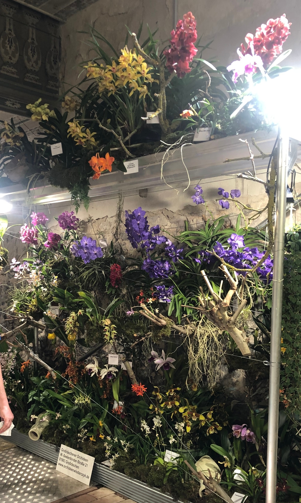 Bild: Juni Großräschener Orchideen Herr Wlodarczyk