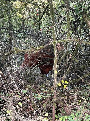 Foto des Albums: Tier in Not - Auf dem Falkenberg