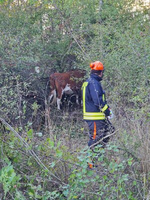Foto des Albums: Tier in Not - Auf dem Falkenberg