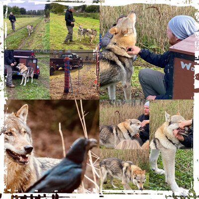 Foto des Albums: Wolfshunde zu Besuch in der Grundschule