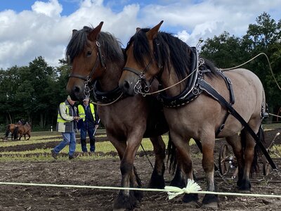 Foto des Albums: 1. Kreiserntefest in Muckwar 2022