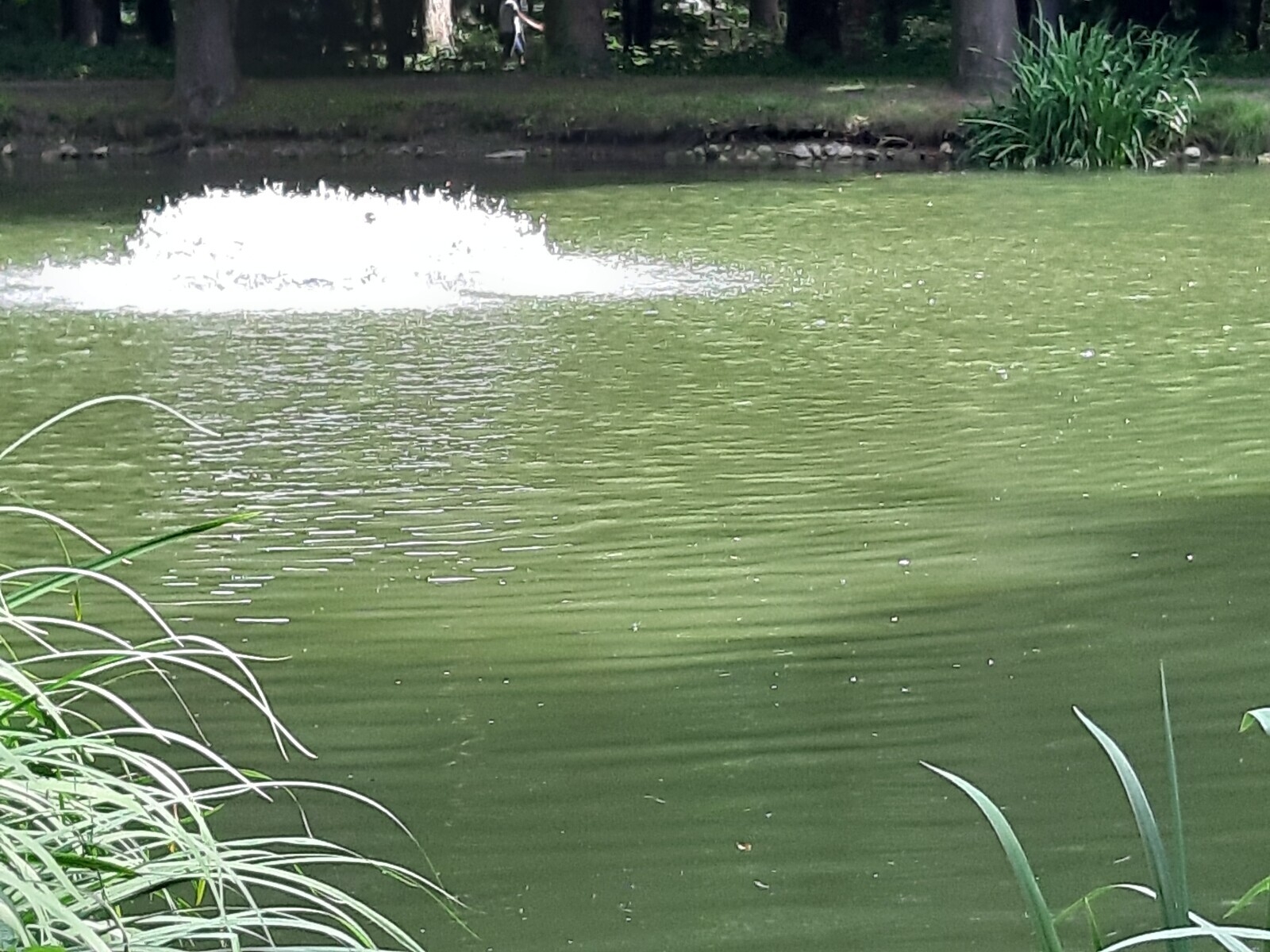 Bild: Schöner Park 3