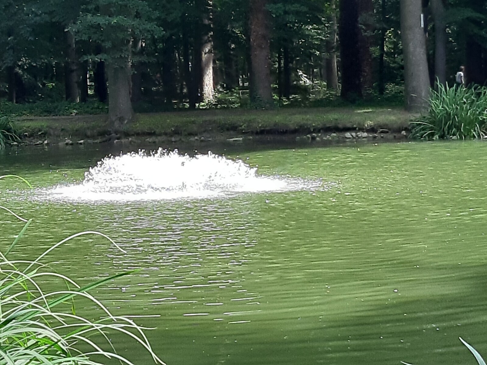 Bild: Schöner See im Park 4