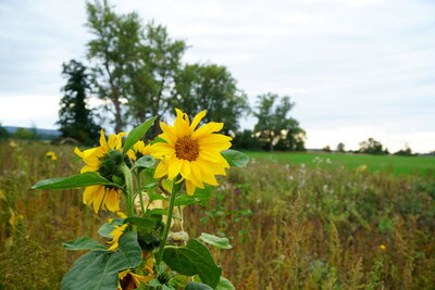 Letzte Sommerboten  (Bild vergr&ouml;&szlig;ern)