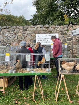 Foto des Albums: 3. Schlossmarkt am 08.10.2022 in Meyenburg (17. 10. 2022)