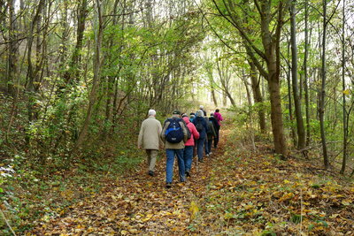 Durch den Wald  (Bild vergr&ouml;&szlig;ern)