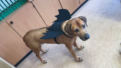 Foto des Albums: Halloween 2022