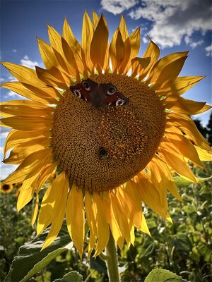 Foto des Albums: Fotowettbewerb 