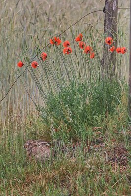 Foto des Albums: Fotowettbewerb 